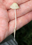 White Dunce Cap - Conocybe apala Cap: Conical; whitish; with lines radiating from center to margin<br />
<br />
Gills: Cinnamon-brown; close<br />
<br />
Stem: White; fuzzy; fragile<br />
<br />
Habitat: Growing in grass beside a pond<br />
<br />
*These mushrooms are usually found in the early morning hours because the heat of the day causes the stem to collapse and the cap to shrivel up.<br />
https://www.jungledragon.com/image/87104/white_dunce_cap_-_conocybe_apala.html<br />
https://www.jungledragon.com/image/87105/white_dunce_cap_-_conocybe_apala.html Conocybe apala,Geotagged,Summer,United States,White Dunce Cap