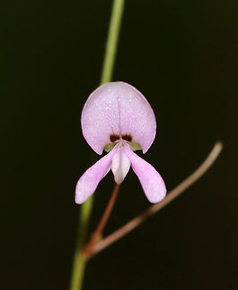 Naked Tick-trefoil - Hylodesmum nudiflorum Habitat: Deciduous forest Geotagged,Hylodesmum nudiflorum,Naked Tick-trefoil,Summer,United States,tick-trefoil