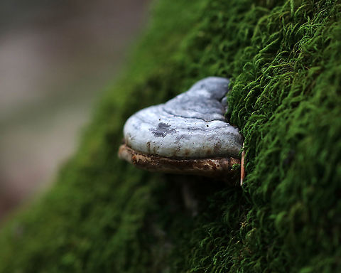 Tinder Conk - Fomes excavatus This species is well known for its helpfulness in making fire by using the amadou, which is the spongy inner part of the fungus that makes an amazing tinder. In order to get the amadou, the fungus must first be removed from the tree, the hard outer layer scraped off, and then thin strips of the inner spongy layer cut for use as tinder.

https://www.jungledragon.com/image/87135/tinder_conk_-_fomes_excavatus.html
https://www.jungledragon.com/image/87136/tinder_conk_-_fomes_excavatus.html Fomes excavatus,Geotagged,Summer,United States,conk,fomes,fungus,tinder conk