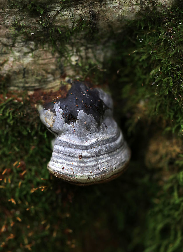 Tinder Conk - Fomes excavatus This species is well known for its helpfulness in making fire by using the amadou, which is the spongy inner part of the fungus that makes an amazing tinder. In order to get the amadou, the fungus must first be removed from the tree, the hard outer layer scraped off, and then thin strips of the inner spongy layer cut for use as tinder.<br />
<figure class="photo"><a href="https://www.jungledragon.com/image/87134/tinder_conk_-_fomes_excavatus.html" title="Tinder Conk - Fomes excavatus"><img src="https://s3.amazonaws.com/media.jungledragon.com/images/3232/87134_thumb.jpg?AWSAccessKeyId=05GMT0V3GWVNE7GGM1R2&Expires=1769040010&Signature=3xVYx4D1oQqzXxU3tN72CDeXmRU%3D" width="200" height="160" alt="Tinder Conk - Fomes excavatus This species is well known for its helpfulness in making fire by using the amadou, which is the spongy inner part of the fungus that makes an amazing tinder. In order to get the amadou, the fungus must first be removed from the tree, the hard outer layer scraped off, and then thin strips of the inner spongy layer cut for use as tinder.<br />
<br />
https://www.jungledragon.com/image/87135/tinder_conk_-_fomes_excavatus.html<br />
https://www.jungledragon.com/image/87136/tinder_conk_-_fomes_excavatus.html Fomes excavatus,Geotagged,Summer,United States,conk,fomes,fungus,tinder conk" /></a></figure><br />
<figure class="photo"><a href="https://www.jungledragon.com/image/87136/tinder_conk_-_fomes_excavatus.html" title="Tinder Conk - Fomes excavatus"><img src="https://s3.amazonaws.com/media.jungledragon.com/images/3232/87136_thumb.jpg?AWSAccessKeyId=05GMT0V3GWVNE7GGM1R2&Expires=1769040010&Signature=omHzZSoqtl%2Fzn2l9J82aRN%2Bfxwg%3D" width="200" height="134" alt="Tinder Conk - Fomes excavatus This species is well known for its helpfulness in making fire by using the amadou, which is the spongy inner part of the fungus that makes an amazing tinder. In order to get the amadou, the fungus must first be removed from the tree, the hard outer layer scraped off, and then thin strips of the inner spongy layer cut for use as tinder.<br />
https://www.jungledragon.com/image/87135/tinder_conk_-_fomes_excavatus.html<br />
https://www.jungledragon.com/image/87134/tinder_conk_-_fomes_excavatus.html Fomes excavatus,Geotagged,Summer,United States" /></a></figure> Fomes excavatus,Geotagged,Summer,United States