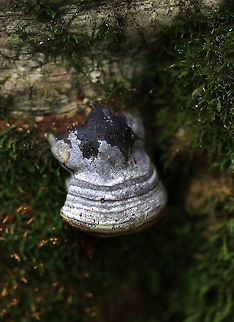 Tinder Conk - Fomes excavatus This species is well known for its helpfulness in making fire by using the amadou, which is the spongy inner part of the fungus that makes an amazing tinder. In order to get the amadou, the fungus must first be removed from the tree, the hard outer layer scraped off, and then thin strips of the inner spongy layer cut for use as tinder.
https://www.jungledragon.com/image/87134/tinder_conk_-_fomes_excavatus.html
https://www.jungledragon.com/image/87136/tinder_conk_-_fomes_excavatus.html Fomes excavatus,Geotagged,Summer,United States