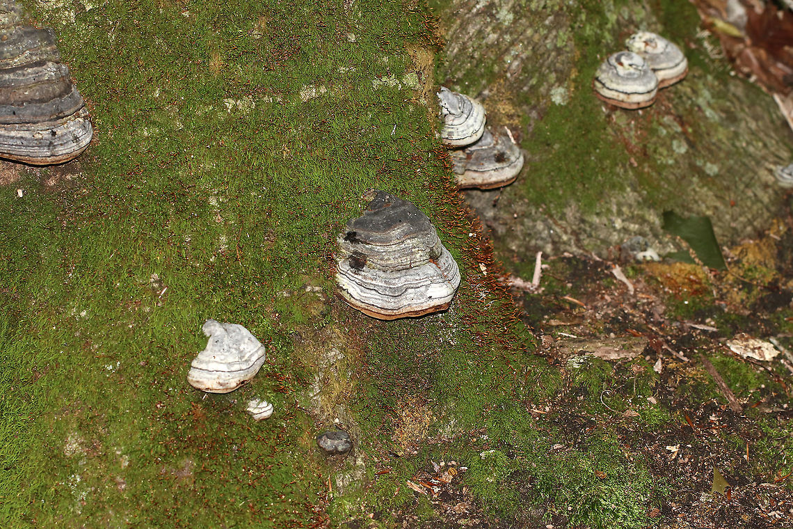 Tinder Conk - Fomes excavatus This species is well known for its helpfulness in making fire by using the amadou, which is the spongy inner part of the fungus that makes an amazing tinder. In order to get the amadou, the fungus must first be removed from the tree, the hard outer layer scraped off, and then thin strips of the inner spongy layer cut for use as tinder.<br />
<figure class="photo"><a href="https://www.jungledragon.com/image/87135/tinder_conk_-_fomes_excavatus.html" title="Tinder Conk - Fomes excavatus"><img src="https://s3.amazonaws.com/media.jungledragon.com/images/3232/87135_thumb.jpg?AWSAccessKeyId=05GMT0V3GWVNE7GGM1R2&Expires=1759968010&Signature=7QRbClhw%2B0s8Wj2l0a%2FVzBFke08%3D" width="112" height="152" alt="Tinder Conk - Fomes excavatus This species is well known for its helpfulness in making fire by using the amadou, which is the spongy inner part of the fungus that makes an amazing tinder. In order to get the amadou, the fungus must first be removed from the tree, the hard outer layer scraped off, and then thin strips of the inner spongy layer cut for use as tinder.<br />
https://www.jungledragon.com/image/87134/tinder_conk_-_fomes_excavatus.html<br />
https://www.jungledragon.com/image/87136/tinder_conk_-_fomes_excavatus.html Fomes excavatus,Geotagged,Summer,United States" /></a></figure><br />
<figure class="photo"><a href="https://www.jungledragon.com/image/87134/tinder_conk_-_fomes_excavatus.html" title="Tinder Conk - Fomes excavatus"><img src="https://s3.amazonaws.com/media.jungledragon.com/images/3232/87134_thumb.jpg?AWSAccessKeyId=05GMT0V3GWVNE7GGM1R2&Expires=1759968010&Signature=3EVJ1XanuKq4nhdg7kneCE9%2BJDU%3D" width="200" height="160" alt="Tinder Conk - Fomes excavatus This species is well known for its helpfulness in making fire by using the amadou, which is the spongy inner part of the fungus that makes an amazing tinder. In order to get the amadou, the fungus must first be removed from the tree, the hard outer layer scraped off, and then thin strips of the inner spongy layer cut for use as tinder.<br />
<br />
https://www.jungledragon.com/image/87135/tinder_conk_-_fomes_excavatus.html<br />
https://www.jungledragon.com/image/87136/tinder_conk_-_fomes_excavatus.html Fomes excavatus,Geotagged,Summer,United States,conk,fomes,fungus,tinder conk" /></a></figure> Fomes excavatus,Geotagged,Summer,United States
