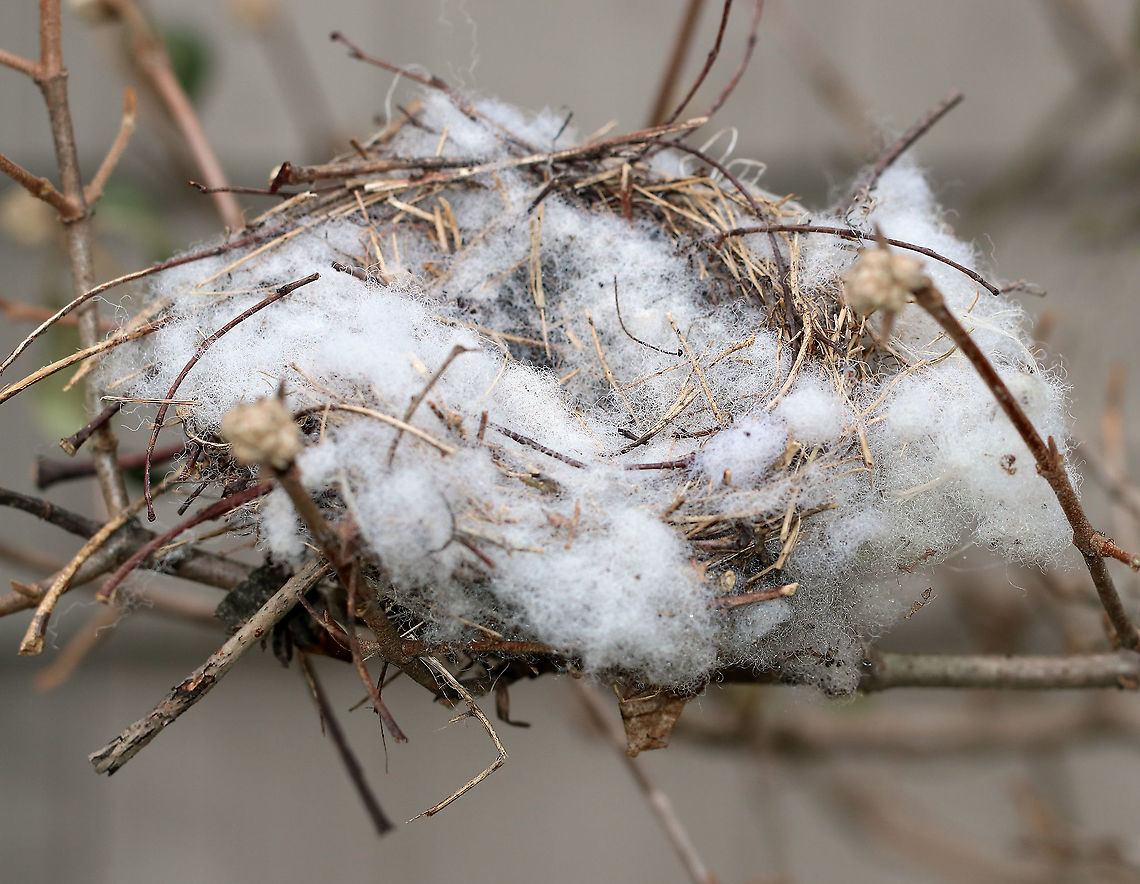 Cedar Waxwing (Bombycilla cedrorum) Nest This nest is located in a bush outside my bedroom window. I watched the birds build it last spring, then waited for the babies to hatch, and watched them as they grew up and left the nest. I didn't take any photos because I didn't have any good angles from my window and didn't want to upset the birds by getting shots up close/outside. But, I finally got a peek at the nest this morning, and it did not disappoint! The nest was about 6 feet above the ground and was made of woven twigs and grasses, and then lined with soft, fuzzy stuff (maybe from cottonwood trees). The base was bowl-shaped, but it was very wide and open.<br />
<br />
Habitat: Rural yard Bombycilla,Bombycilla cedrorum,Bombycilla cedrorum nest,Fall,Geotagged,United States,bird nest,cedar waxwing,cedar waxwing nest,nest