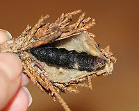 Evergreen Bagworm (dead female, full of eggs) - Thyridopteryx ephemeraeformis I frequently find tons of these bagworm cases hanging on arborvitae, buildings, and trees in my neighborhood. Today, I was examining some and noticed that many of them did not have openings in them (meaning that the larvae hadn't hatched out).  I took three home and dissected them to find that they contained dead females, two of which had viable eggs).  <br />
<br />
Here's how it works: Female bagworms never leave their cocoon. They require a male to mate with her through her case. She has no eyes, legs, wings, antennae, and can't even eat! After mating, she dies, and her body contains hundreds to thousand of eggs. The eggs overwinter, and then hatch, chewing their way through her body and case to emerge and start their own cases.<br />
<br />
Habitat: Rural area<br />
<br />
Eggs:<br />
https://www.jungledragon.com/image/87170/evergreen_bagworm_eggs_bursting_out_of_female_-_thyridopteryx_ephemeraeformis.html<br />
https://www.jungledragon.com/image/87168/evergreen_bagworm_eggs_-_thyridopteryx_ephemeraeformis.html<br />
<br />
Female:<br />
https://www.jungledragon.com/image/87169/evergreen_bagworm_dead_female_containing_eggs_-_thyridopteryx_ephemeraeformis.html<br />
<br />
Check out my other bagworm spottings:<br />
https://www.jungledragon.com/image/64192/evergreen_bagworm_moth_-_thyridopteryx_ephemeraeformis.html<br />
https://www.jungledragon.com/image/64188/evergreen_bagworm_moth_-_thyridopteryx_ephemeraeformis.html<br />
https://www.jungledragon.com/image/65151/evergreen_bagworm_moth_-_thyridopteryx_ephemeraeformis.html<br />
https://www.jungledragon.com/image/76356/evergreen_bagworm_case_-_thyridopteryx_ephemeraeformis.html<br />
<br />
 Evergreen bagworm,Fall,Geotagged,Thyridopteryx ephemeraeformis,United States,female bagworm