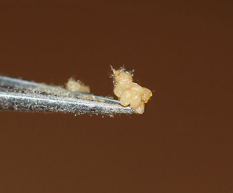 Evergreen Bagworm (Eggs) - Thyridopteryx ephemeraeformis I frequently find tons of these bagworm cases hanging on arborvitae, buildings, and trees in my neighborhood. Today, I was examining some and noticed that many of them did not have openings in them (meaning that the larvae hadn't hatched out). I took three home and dissected them to find that they contained dead females, two of which had viable eggs).

Here's how it works: Female bagworms never leave their cocoon. They require a male to mate with her through her case. She has no eyes, legs, wings, antennae, and can't even eat! After mating, she dies, and her body contains hundreds to thousand of eggs. The eggs overwinter, and then hatch, chewing their way through her body and case to emerge and start their own cases.

Habitat: Rural area

Here's the female that I extracted these eggs from:
https://www.jungledragon.com/image/87166/evergreen_bagworm_dead_female_full_of_eggs_-_thyridopteryx_ephemeraeformis.html


Check out my other bagworm spottings:
https://www.jungledragon.com/image/64192/evergreen_bagworm_moth_-_thyridopteryx_ephemeraeformis.html
https://www.jungledragon.com/image/64188/evergreen_bagworm_moth_-_thyridopteryx_ephemeraeformis.html
https://www.jungledragon.com/image/65151/evergreen_bagworm_moth_-_thyridopteryx_ephemeraeformis.html
https://www.jungledragon.com/image/76356/evergreen_bagworm_case_-_thyridopteryx_ephemeraeformis.html

 Evergreen bagworm,Fall,Geotagged,Thyridopteryx ephemeraeformis,United States,bagworm eggs,eggs