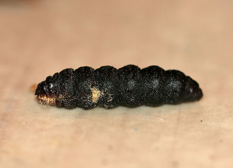 Evergreen Bagworm (Dead Female Containing Eggs) - Thyridopteryx ephemeraeformis *This photo shows the dead female, which was full of eggs. She was kind of mummified and her body felt like a thin layer of crust that when punctured, released oodles of eggs.

I frequently find tons of bagworm cases hanging on arborvitae, buildings, and trees in my neighborhood. Today, I was examining some and noticed that many of them did not have openings in them (meaning that the larvae hadn't hatched out). I took three home and dissected them to find that they contained dead females, two of which had viable eggs).

Here's how it works: Female bagworms never leave their cocoon. They require a male to mate with her through her case. She has no eyes, legs, wings, antennae, and can't even eat! After mating, she dies, and her body contains hundreds to thousand of eggs. The eggs overwinter, and then hatch, chewing their way through her body and case to emerge and start their own cases.

Habitat: Rural area

Here's the female that I extracted these eggs from:
https://www.jungledragon.com/image/87166/evergreen_bagworm_dead_female_full_of_eggs_-_thyridopteryx_ephemeraeformis.html

Eggs:
https://www.jungledragon.com/image/87168/evergreen_bagworm_eggs_-_thyridopteryx_ephemeraeformis.html
https://www.jungledragon.com/image/87170/evergreen_bagworm_eggs_bursting_out_of_female_-_thyridopteryx_ephemeraeformis.html
Check out my other bagworm spottings:
https://www.jungledragon.com/image/64192/evergreen_bagworm_moth_-_thyridopteryx_ephemeraeformis.html
https://www.jungledragon.com/image/64188/evergreen_bagworm_moth_-_thyridopteryx_ephemeraeformis.html
https://www.jungledragon.com/image/65151/evergreen_bagworm_moth_-_thyridopteryx_ephemeraeformis.html
https://www.jungledragon.com/image/76356/evergreen_bagworm_case_-_thyridopteryx_ephemeraeformis.html

 Evergreen bagworm,Fall,Geotagged,Thyridopteryx ephemeraeformis,United States,bagworm,femlae bagworm
