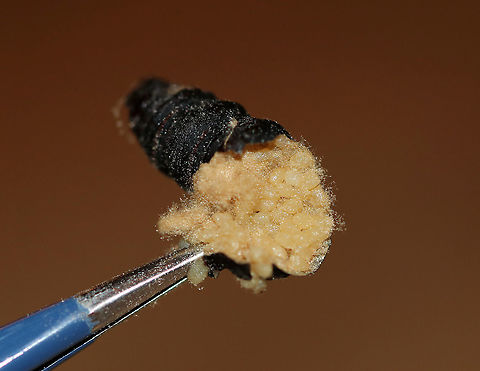 Evergreen Bagworm (Eggs Bursting out of Female) - Thyridopteryx ephemeraeformis I frequently find tons of bagworm cases hanging on arborvitae, buildings, and trees in my neighborhood. Today, I was examining some and noticed that many of them did not have openings in them (meaning that the larvae hadn't hatched out). I took three home and dissected them to find that they contained dead females, two of which had viable eggs).

*In this photo, all I did was poke the female's dead body with my forceps and she literally burst open. I was shocked to see how many eggs were inside! I'm going to try to rear them.

Here's how it works: Female bagworms never leave their cocoon. They require a male to mate with her through her case. She has no eyes, legs, wings, antennae, and can't even eat! After mating, she dies, and her body contains hundreds to thousand of eggs. The eggs overwinter, and then hatch, chewing their way through her body and case to emerge and start their own cases.

Habitat: Rural area

Here's the female that I extracted these eggs from:
https://www.jungledragon.com/image/87166/evergreen_bagworm_dead_female_full_of_eggs_-_thyridopteryx_ephemeraeformis.html

Eggs:
https://www.jungledragon.com/image/87168/evergreen_bagworm_eggs_-_thyridopteryx_ephemeraeformis.html

Check out my other bagworm spottings:
https://www.jungledragon.com/image/64192/evergreen_bagworm_moth_-_thyridopteryx_ephemeraeformis.html
https://www.jungledragon.com/image/64188/evergreen_bagworm_moth_-_thyridopteryx_ephemeraeformis.html
https://www.jungledragon.com/image/65151/evergreen_bagworm_moth_-_thyridopteryx_ephemeraeformis.html
https://www.jungledragon.com/image/76356/evergreen_bagworm_case_-_thyridopteryx_ephemeraeformis.html

 Evergreen bagworm,Fall,Geotagged,Thyridopteryx ephemeraeformis,United States,bagworm eggs,eggs