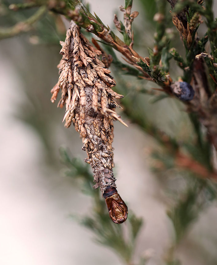 Evergreen Bagworm (Male Pupal Skin) - Thyridopteryx ephemeraeformis This photo shows a bagworm case with a male pupal skin hanging out. The males leave their cases in search of females to mate with. <br />
<br />
I frequently find tons of these bagworm cases hanging on arborvitae, buildings, and trees in my neighborhood. Today, I was examining some and noticed that many of them did not have openings in them (meaning that the larvae hadn't hatched out).  I took three home and dissected them to find that they contained dead females, two of which had viable eggs).  <br />
<br />
Here's how it works: Female bagworms never leave their cocoon. They require a male to mate with her through her case. She has no eyes, legs, wings, antennae, and can't even eat! After mating, she dies, and her body contains hundreds to thousand of eggs. The eggs overwinter, and then hatch, chewing their way through her body and case to emerge and start their own cases.<br />
<br />
Habitat: Rural area<br />
<br />
Eggs:<br />
<figure class="photo"><a href="https://www.jungledragon.com/image/87170/evergreen_bagworm_eggs_bursting_out_of_female_-_thyridopteryx_ephemeraeformis.html" title="Evergreen Bagworm (Eggs Bursting out of Female) - Thyridopteryx ephemeraeformis"><img src="https://s3.amazonaws.com/media.jungledragon.com/images/3232/87170_thumb.jpg?AWSAccessKeyId=05GMT0V3GWVNE7GGM1R2&Expires=1769040010&Signature=lWYsU%2B%2FnH%2FxFRa%2FL2nsq5Ahw%2F1k%3D" width="200" height="156" alt="Evergreen Bagworm (Eggs Bursting out of Female) - Thyridopteryx ephemeraeformis I frequently find tons of bagworm cases hanging on arborvitae, buildings, and trees in my neighborhood. Today, I was examining some and noticed that many of them did not have openings in them (meaning that the larvae hadn't hatched out). I took three home and dissected them to find that they contained dead females, two of which had viable eggs).<br />
<br />
*In this photo, all I did was poke the female's dead body with my forceps and she literally burst open. I was shocked to see how many eggs were inside! I'm going to try to rear them.<br />
<br />
Here's how it works: Female bagworms never leave their cocoon. They require a male to mate with her through her case. She has no eyes, legs, wings, antennae, and can't even eat! After mating, she dies, and her body contains hundreds to thousand of eggs. The eggs overwinter, and then hatch, chewing their way through her body and case to emerge and start their own cases.<br />
<br />
Habitat: Rural area<br />
<br />
Here's the female that I extracted these eggs from:<br />
https://www.jungledragon.com/image/87166/evergreen_bagworm_dead_female_full_of_eggs_-_thyridopteryx_ephemeraeformis.html<br />
<br />
Eggs:<br />
https://www.jungledragon.com/image/87168/evergreen_bagworm_eggs_-_thyridopteryx_ephemeraeformis.html<br />
<br />
Check out my other bagworm spottings:<br />
https://www.jungledragon.com/image/64192/evergreen_bagworm_moth_-_thyridopteryx_ephemeraeformis.html<br />
https://www.jungledragon.com/image/64188/evergreen_bagworm_moth_-_thyridopteryx_ephemeraeformis.html<br />
https://www.jungledragon.com/image/65151/evergreen_bagworm_moth_-_thyridopteryx_ephemeraeformis.html<br />
https://www.jungledragon.com/image/76356/evergreen_bagworm_case_-_thyridopteryx_ephemeraeformis.html<br />
<br />
 Evergreen bagworm,Fall,Geotagged,Thyridopteryx ephemeraeformis,United States,bagworm eggs,eggs" /></a></figure><br />
<figure class="photo"><a href="https://www.jungledragon.com/image/87168/evergreen_bagworm_eggs_-_thyridopteryx_ephemeraeformis.html" title="Evergreen Bagworm (Eggs) - Thyridopteryx ephemeraeformis"><img src="https://s3.amazonaws.com/media.jungledragon.com/images/3232/87168_thumb.jpg?AWSAccessKeyId=05GMT0V3GWVNE7GGM1R2&Expires=1769040010&Signature=yuOXpWSOYJmOpmdFX0SU3vp8efQ%3D" width="200" height="166" alt="Evergreen Bagworm (Eggs) - Thyridopteryx ephemeraeformis I frequently find tons of these bagworm cases hanging on arborvitae, buildings, and trees in my neighborhood. Today, I was examining some and noticed that many of them did not have openings in them (meaning that the larvae hadn't hatched out). I took three home and dissected them to find that they contained dead females, two of which had viable eggs).<br />
<br />
Here's how it works: Female bagworms never leave their cocoon. They require a male to mate with her through her case. She has no eyes, legs, wings, antennae, and can't even eat! After mating, she dies, and her body contains hundreds to thousand of eggs. The eggs overwinter, and then hatch, chewing their way through her body and case to emerge and start their own cases.<br />
<br />
Habitat: Rural area<br />
<br />
Here's the female that I extracted these eggs from:<br />
https://www.jungledragon.com/image/87166/evergreen_bagworm_dead_female_full_of_eggs_-_thyridopteryx_ephemeraeformis.html<br />
<br />
<br />
Check out my other bagworm spottings:<br />
https://www.jungledragon.com/image/64192/evergreen_bagworm_moth_-_thyridopteryx_ephemeraeformis.html<br />
https://www.jungledragon.com/image/64188/evergreen_bagworm_moth_-_thyridopteryx_ephemeraeformis.html<br />
https://www.jungledragon.com/image/65151/evergreen_bagworm_moth_-_thyridopteryx_ephemeraeformis.html<br />
https://www.jungledragon.com/image/76356/evergreen_bagworm_case_-_thyridopteryx_ephemeraeformis.html<br />
<br />
 Evergreen bagworm,Fall,Geotagged,Thyridopteryx ephemeraeformis,United States,bagworm eggs,eggs" /></a></figure><br />
<br />
Female:<br />
<figure class="photo"><a href="https://www.jungledragon.com/image/87169/evergreen_bagworm_dead_female_containing_eggs_-_thyridopteryx_ephemeraeformis.html" title="Evergreen Bagworm (Dead Female Containing Eggs) - Thyridopteryx ephemeraeformis"><img src="https://s3.amazonaws.com/media.jungledragon.com/images/3232/87169_thumb.jpg?AWSAccessKeyId=05GMT0V3GWVNE7GGM1R2&Expires=1769040010&Signature=4yK%2FIESVKTL%2FjAuAs1eD8RYPTik%3D" width="200" height="144" alt="Evergreen Bagworm (Dead Female Containing Eggs) - Thyridopteryx ephemeraeformis *This photo shows the dead female, which was full of eggs. She was kind of mummified and her body felt like a thin layer of crust that when punctured, released oodles of eggs.<br />
<br />
I frequently find tons of bagworm cases hanging on arborvitae, buildings, and trees in my neighborhood. Today, I was examining some and noticed that many of them did not have openings in them (meaning that the larvae hadn't hatched out). I took three home and dissected them to find that they contained dead females, two of which had viable eggs).<br />
<br />
Here's how it works: Female bagworms never leave their cocoon. They require a male to mate with her through her case. She has no eyes, legs, wings, antennae, and can't even eat! After mating, she dies, and her body contains hundreds to thousand of eggs. The eggs overwinter, and then hatch, chewing their way through her body and case to emerge and start their own cases.<br />
<br />
Habitat: Rural area<br />
<br />
Here's the female that I extracted these eggs from:<br />
https://www.jungledragon.com/image/87166/evergreen_bagworm_dead_female_full_of_eggs_-_thyridopteryx_ephemeraeformis.html<br />
<br />
Eggs:<br />
https://www.jungledragon.com/image/87168/evergreen_bagworm_eggs_-_thyridopteryx_ephemeraeformis.html<br />
https://www.jungledragon.com/image/87170/evergreen_bagworm_eggs_bursting_out_of_female_-_thyridopteryx_ephemeraeformis.html<br />
Check out my other bagworm spottings:<br />
https://www.jungledragon.com/image/64192/evergreen_bagworm_moth_-_thyridopteryx_ephemeraeformis.html<br />
https://www.jungledragon.com/image/64188/evergreen_bagworm_moth_-_thyridopteryx_ephemeraeformis.html<br />
https://www.jungledragon.com/image/65151/evergreen_bagworm_moth_-_thyridopteryx_ephemeraeformis.html<br />
https://www.jungledragon.com/image/76356/evergreen_bagworm_case_-_thyridopteryx_ephemeraeformis.html<br />
<br />
 Evergreen bagworm,Fall,Geotagged,Thyridopteryx ephemeraeformis,United States,bagworm,femlae bagworm" /></a></figure><br />
<br />
Check out my other bagworm spottings:<br />
<figure class="photo"><a href="https://www.jungledragon.com/image/64192/evergreen_bagworm_moth_-_thyridopteryx_ephemeraeformis.html" title="Evergreen Bagworm Moth - Thyridopteryx ephemeraeformis"><img src="https://s3.amazonaws.com/media.jungledragon.com/images/3232/64192_thumb.jpg?AWSAccessKeyId=05GMT0V3GWVNE7GGM1R2&Expires=1769040010&Signature=ORQa3szuZC%2B1tP0bbsmAb6UGdp4%3D" width="116" height="152" alt="Evergreen Bagworm Moth - Thyridopteryx ephemeraeformis Bagworms are not really worms, but are caterpillars - they are the immature stage of a moth. They're called "bagworms" because they construct bags/cases that are covered with pieces of twigs and/or leaves. <br />
<br />
 In this species, the larvae emerge from the carcass of their mother in her pupal case. These newborn larva emerge from the bottom of the hanging case and drop down on a strand of silk. The wind will then blow them to a nearby plant where they can build their own cases made of silk, fecal material, and plant bits. Adult males transform into moths in about four weeks and immediately seek out females for mating. The females never leave the cocoon, but wait for a male to stick its abdomen through the opening at the end of her case so they can mate. Females do not have eyes, legs, wings, or antennae...and, they can't eat. After her death, her offspring hatch and then pass through her body and leave the case. <br />
<br />
 There are many of these bagworms on an arborvitae where I live. I never see the caterpillars during the day, so I decided to check at night, and actually found one peeking its head out! This is the case that it is living in. This case was 5 cm long. <br />
https://www.jungledragon.com/image/64188/evergreen_bagworm_moth_-_thyridopteryx_ephemeraeformis.html<br />
https://www.jungledragon.com/image/64191/evergreen_bagworm_moth_-_thyridopteryx_ephemeraeformis.html<br />
https://www.jungledragon.com/image/64189/evergreen_bagworm_moth_-_thyridopteryx_ephemeraeformis.html Evergreen Bagworm Moth,Evergreen bagworm,Geotagged,Summer,Thyridopteryx ephemeraeformis,United States,bagworm" /></a></figure><br />
<figure class="photo"><a href="https://www.jungledragon.com/image/64188/evergreen_bagworm_moth_-_thyridopteryx_ephemeraeformis.html" title="Evergreen Bagworm Moth - Thyridopteryx ephemeraeformis"><img src="https://s3.amazonaws.com/media.jungledragon.com/images/3232/64188_thumb.jpg?AWSAccessKeyId=05GMT0V3GWVNE7GGM1R2&Expires=1769040010&Signature=NuTQX%2FyhS7A6jBjx%2FtxQvZ2zYCw%3D" width="200" height="176" alt="Evergreen Bagworm Moth - Thyridopteryx ephemeraeformis Bagworms are not really worms, but are caterpillars - they are the immature stage of a moth. They're called "bagworms" because they construct bags/cases that are covered with pieces of twigs and/or leaves. <br />
<br />
 In this species, the larvae emerge from the carcass of their mother in her pupal case. These newborn larva emerge from the bottom of the hanging case and drop down on a strand of silk. The wind will then blow them to a nearby plant where they can build their own cases made of silk, fecal material, and plant bits. Adult males transform into moths in about four weeks and immediately seek out females for mating. The females never leave the cocoon, but wait for a male to stick its abdomen through the opening at the end of her case so they can mate. Females do not have eyes, legs, wings, or antennae...and, they can't eat. After her death, her offspring hatch and then pass through her body and leave the case. <br />
<br />
There are many of these bagworms on an arborvitae where I live.  I never see the caterpillars during the day, so I decided to check at night, and actually found one peeking its head out!  This case was 5 cm long. <br />
https://www.jungledragon.com/image/64192/evergreen_bagworm_moth_-_thyridopteryx_ephemeraeformis.html<br />
https://www.jungledragon.com/image/64191/evergreen_bagworm_moth_-_thyridopteryx_ephemeraeformis.html<br />
https://www.jungledragon.com/image/64189/evergreen_bagworm_moth_-_thyridopteryx_ephemeraeformis.html Evergreen Bagworm,Geotagged,Summer,Thyridopteryx ephemeraeformis,United States,bagworm" /></a></figure><br />
<figure class="photo"><a href="https://www.jungledragon.com/image/65151/evergreen_bagworm_moth_-_thyridopteryx_ephemeraeformis.html" title="Evergreen Bagworm Moth - Thyridopteryx ephemeraeformis"><img src="https://s3.amazonaws.com/media.jungledragon.com/images/3232/65151_thumb.jpg?AWSAccessKeyId=05GMT0V3GWVNE7GGM1R2&Expires=1769040010&Signature=xbgIsyaEIQPBgUYyXBVbmULvoWY%3D" width="200" height="172" alt="Evergreen Bagworm Moth - Thyridopteryx ephemeraeformis I went to check on the evergreen bagworms that I have been photographing this summer, and found the caterpillars to be pretty active today! This one was pooping when I took this shot. I felt a bit bad intruding on a private moment, but not bad enough to stop myself from capturing this moment! And, now we know that arborvitae needles come out the same color that they go in.<br />
<br />
Bagworms are not really worms, but are caterpillars - they are the immature stage of a moth. They're called "bagworms" because they construct bags/cases that are covered with pieces of twigs and/or leaves. <br />
<br />
 In this species, the larvae emerge from the carcass of their mother in her pupal case. These newborn larva emerge from the bottom of the hanging case and drop down on a strand of silk. The wind will then blow them to a nearby plant where they can build their own cases made of silk, fecal material, and plant bits. Adult males transform into moths in about four weeks and immediately seek out females for mating. The females never leave the cocoon, but wait for a male to stick its abdomen through the opening at the end of her case so they can mate. Females do not have eyes, legs, wings, or antennae...and, they can't eat. After her death, her offspring hatch and then pass through her body and leave the case. <br />
 Evergreen bagworm,Geotagged,Summer,Thyridopteryx ephemeraeformis,United States,bagworm,caterpillar,frass,larva" /></a></figure><br />
<figure class="photo"><a href="https://www.jungledragon.com/image/76356/evergreen_bagworm_case_-_thyridopteryx_ephemeraeformis.html" title="Evergreen Bagworm Case - Thyridopteryx ephemeraeformis"><img src="https://s3.amazonaws.com/media.jungledragon.com/images/3232/76356_thumb.jpg?AWSAccessKeyId=05GMT0V3GWVNE7GGM1R2&Expires=1769040010&Signature=rFnRaJzeUhD7xknnefZ%2FyS11C1o%3D" width="114" height="152" alt="Evergreen Bagworm Case - Thyridopteryx ephemeraeformis Bagworms are not really worms, but are caterpillars - they are the immature stage of a moth. They're called "bagworms" because they construct bags/cases that are covered with pieces of twigs and/or leaves.  This case had a big hole in the top, and I'm not sure if it was made by a caterpillar/moth or parasitoid.<br />
<br />
In this species, the larvae emerge from the carcass of their mother in her pupal case. These newborn larva emerge from the bottom of the hanging case and drop down on a strand of silk. The wind will then blow them to a nearby plant where they can build their own cases made of silk, fecal material, and plant bits. Adult males transform into moths in about four weeks and immediately seek out females for mating. The females never leave the cocoon, but wait for a male to stick its abdomen through the opening at the end of her case so they can mate. Females do not have eyes, legs, wings, or antennae...and, they can't eat. After her death, her offspring hatch and then pass through her body and leave the case.  Evergreen bagworm,Fall,Geotagged,Thyridopteryx,Thyridopteryx ephemeraeformis,United States,bagworm moth" /></a></figure><br />
<br />
 Evergreen bagworm,Fall,Geotagged,Thyridopteryx ephemeraeformis,United States