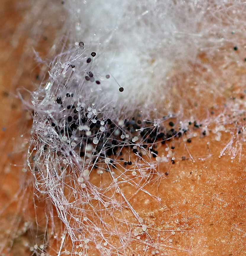 Black Bread Mold - Rhizopus stolonifer This is an economically important fungus because it causes stored food to decompose. It occurs on over 300 species, most commonly on fruit. In sweet potatoes, it causes Rhizopus soft rot by infecting fresh wounds on the potatoes.<br />
<br />
Habitat: Sweet potato<br />
<figure class="photo"><a href="https://www.jungledragon.com/image/87174/black_bread_mold_-_rhizopus_stolonifer.html" title="Black Bread Mold - Rhizopus stolonifer"><img src="https://s3.amazonaws.com/media.jungledragon.com/images/3232/87174_thumb.jpg?AWSAccessKeyId=05GMT0V3GWVNE7GGM1R2&Expires=1767225610&Signature=YXYZSUvZsU%2FyJE3rfFeoa7ZtOmY%3D" width="200" height="164" alt="Black Bread Mold - Rhizopus stolonifer This is an economically important fungus because it causes stored food to decompose. It occurs on over 300 species, most commonly on fruit. In sweet potatoes, it causes Rhizopus soft rot by infecting fresh wounds on the potatoes.<br />
<br />
Habitat: Sweet potato<br />
https://www.jungledragon.com/image/87172/black_bread_mold_-_rhizopus_stolonifer.html<br />
https://www.jungledragon.com/image/87173/black_bread_mold_-_rhizopus_stolonifer.html<br />
 Black Bread Mold,Fall,Geotagged,Rhizopus stolonifer,United States" /></a></figure><br />
<figure class="photo"><a href="https://www.jungledragon.com/image/87173/black_bread_mold_-_rhizopus_stolonifer.html" title="Black Bread Mold - Rhizopus stolonifer"><img src="https://s3.amazonaws.com/media.jungledragon.com/images/3232/87173_thumb.jpg?AWSAccessKeyId=05GMT0V3GWVNE7GGM1R2&Expires=1767225610&Signature=2Ms2aGpnLDVX6l7gcvjUOCzB7BM%3D" width="200" height="148" alt="Black Bread Mold - Rhizopus stolonifer This is an economically important fungus because it causes stored food to decompose. It occurs on over 300 species, most commonly on fruit. In sweet potatoes, it causes Rhizopus soft rot by infecting fresh wounds on the potatoes.<br />
<br />
Habitat: Sweet potato<br />
https://www.jungledragon.com/image/87172/black_bread_mold_-_rhizopus_stolonifer.html<br />
https://www.jungledragon.com/image/87174/black_bread_mold_-_rhizopus_stolonifer.html Black Bread Mold,Fall,Geotagged,Rhizopus soft rot,Rhizopus stolonifer,United States,mold" /></a></figure><br />
 Fall,Geotagged,Rhizopus,Rhizopus stolonifer,United States,black bread mold,mold