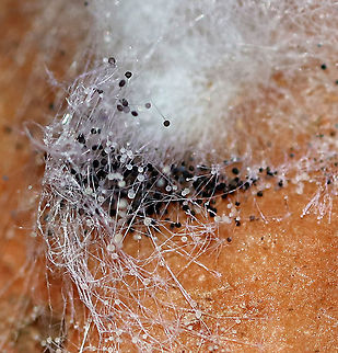 Black Bread Mold - Rhizopus stolonifer This is an economically important fungus because it causes stored food to decompose. It occurs on over 300 species, most commonly on fruit. In sweet potatoes, it causes Rhizopus soft rot by infecting fresh wounds on the potatoes.

Habitat: Sweet potato
https://www.jungledragon.com/image/87174/black_bread_mold_-_rhizopus_stolonifer.html
https://www.jungledragon.com/image/87173/black_bread_mold_-_rhizopus_stolonifer.html
 Fall,Geotagged,Rhizopus,Rhizopus stolonifer,United States,black bread mold,mold