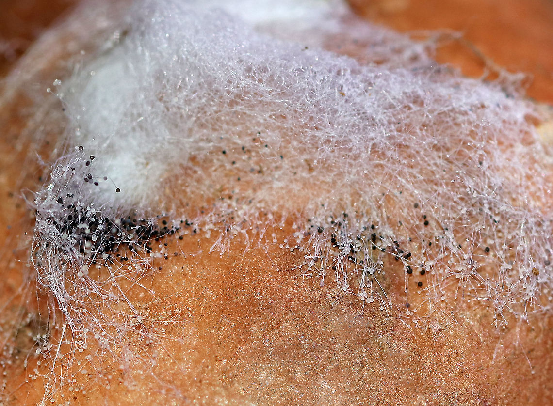 Black Bread Mold - Rhizopus stolonifer This is an economically important fungus because it causes stored food to decompose. It occurs on over 300 species, most commonly on fruit. In sweet potatoes, it causes Rhizopus soft rot by infecting fresh wounds on the potatoes.<br />
<br />
Habitat: Sweet potato<br />
<figure class="photo"><a href="https://www.jungledragon.com/image/87172/black_bread_mold_-_rhizopus_stolonifer.html" title="Black Bread Mold - Rhizopus stolonifer"><img src="https://s3.amazonaws.com/media.jungledragon.com/images/3232/87172_thumb.jpg?AWSAccessKeyId=05GMT0V3GWVNE7GGM1R2&Expires=1759968010&Signature=wiXQZBDSdeIPt16mzrpNyxPSoKI%3D" width="146" height="152" alt="Black Bread Mold - Rhizopus stolonifer This is an economically important fungus because it causes stored food to decompose. It occurs on over 300 species, most commonly on fruit. In sweet potatoes, it causes Rhizopus soft rot by infecting fresh wounds on the potatoes.<br />
<br />
Habitat: Sweet potato<br />
https://www.jungledragon.com/image/87174/black_bread_mold_-_rhizopus_stolonifer.html<br />
https://www.jungledragon.com/image/87173/black_bread_mold_-_rhizopus_stolonifer.html<br />
 Fall,Geotagged,Rhizopus,Rhizopus stolonifer,United States,black bread mold,mold" /></a></figure><br />
<figure class="photo"><a href="https://www.jungledragon.com/image/87174/black_bread_mold_-_rhizopus_stolonifer.html" title="Black Bread Mold - Rhizopus stolonifer"><img src="https://s3.amazonaws.com/media.jungledragon.com/images/3232/87174_thumb.jpg?AWSAccessKeyId=05GMT0V3GWVNE7GGM1R2&Expires=1759968010&Signature=N4vp%2BPbmblGh4iHT07A2mXTbMwM%3D" width="200" height="164" alt="Black Bread Mold - Rhizopus stolonifer This is an economically important fungus because it causes stored food to decompose. It occurs on over 300 species, most commonly on fruit. In sweet potatoes, it causes Rhizopus soft rot by infecting fresh wounds on the potatoes.<br />
<br />
Habitat: Sweet potato<br />
https://www.jungledragon.com/image/87172/black_bread_mold_-_rhizopus_stolonifer.html<br />
https://www.jungledragon.com/image/87173/black_bread_mold_-_rhizopus_stolonifer.html<br />
 Black Bread Mold,Fall,Geotagged,Rhizopus stolonifer,United States" /></a></figure> Black Bread Mold,Fall,Geotagged,Rhizopus soft rot,Rhizopus stolonifer,United States,mold