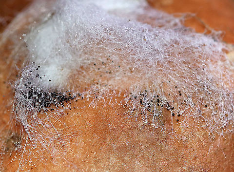 Black Bread Mold - Rhizopus stolonifer This is an economically important fungus because it causes stored food to decompose. It occurs on over 300 species, most commonly on fruit. In sweet potatoes, it causes Rhizopus soft rot by infecting fresh wounds on the potatoes.

Habitat: Sweet potato
https://www.jungledragon.com/image/87172/black_bread_mold_-_rhizopus_stolonifer.html
https://www.jungledragon.com/image/87174/black_bread_mold_-_rhizopus_stolonifer.html Black Bread Mold,Fall,Geotagged,Rhizopus soft rot,Rhizopus stolonifer,United States,mold