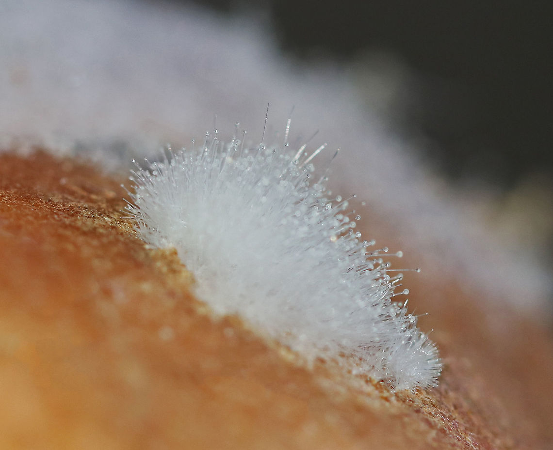 Black Bread Mold - Rhizopus stolonifer This is an economically important fungus because it causes stored food to decompose. It occurs on over 300 species, most commonly on fruit. In sweet potatoes, it causes Rhizopus soft rot by infecting fresh wounds on the potatoes.<br />
<br />
Habitat: Sweet potato<br />
<figure class="photo"><a href="https://www.jungledragon.com/image/87172/black_bread_mold_-_rhizopus_stolonifer.html" title="Black Bread Mold - Rhizopus stolonifer"><img src="https://s3.amazonaws.com/media.jungledragon.com/images/3232/87172_thumb.jpg?AWSAccessKeyId=05GMT0V3GWVNE7GGM1R2&Expires=1767225610&Signature=bHnnUBSnh2tmcTz7tsYYAeFPU1g%3D" width="146" height="152" alt="Black Bread Mold - Rhizopus stolonifer This is an economically important fungus because it causes stored food to decompose. It occurs on over 300 species, most commonly on fruit. In sweet potatoes, it causes Rhizopus soft rot by infecting fresh wounds on the potatoes.<br />
<br />
Habitat: Sweet potato<br />
https://www.jungledragon.com/image/87174/black_bread_mold_-_rhizopus_stolonifer.html<br />
https://www.jungledragon.com/image/87173/black_bread_mold_-_rhizopus_stolonifer.html<br />
 Fall,Geotagged,Rhizopus,Rhizopus stolonifer,United States,black bread mold,mold" /></a></figure><br />
<figure class="photo"><a href="https://www.jungledragon.com/image/87173/black_bread_mold_-_rhizopus_stolonifer.html" title="Black Bread Mold - Rhizopus stolonifer"><img src="https://s3.amazonaws.com/media.jungledragon.com/images/3232/87173_thumb.jpg?AWSAccessKeyId=05GMT0V3GWVNE7GGM1R2&Expires=1767225610&Signature=2Ms2aGpnLDVX6l7gcvjUOCzB7BM%3D" width="200" height="148" alt="Black Bread Mold - Rhizopus stolonifer This is an economically important fungus because it causes stored food to decompose. It occurs on over 300 species, most commonly on fruit. In sweet potatoes, it causes Rhizopus soft rot by infecting fresh wounds on the potatoes.<br />
<br />
Habitat: Sweet potato<br />
https://www.jungledragon.com/image/87172/black_bread_mold_-_rhizopus_stolonifer.html<br />
https://www.jungledragon.com/image/87174/black_bread_mold_-_rhizopus_stolonifer.html Black Bread Mold,Fall,Geotagged,Rhizopus soft rot,Rhizopus stolonifer,United States,mold" /></a></figure><br />
 Black Bread Mold,Fall,Geotagged,Rhizopus stolonifer,United States