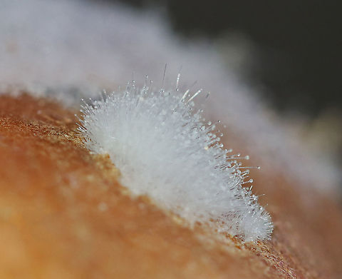 Black Bread Mold - Rhizopus stolonifer This is an economically important fungus because it causes stored food to decompose. It occurs on over 300 species, most commonly on fruit. In sweet potatoes, it causes Rhizopus soft rot by infecting fresh wounds on the potatoes.

Habitat: Sweet potato
https://www.jungledragon.com/image/87172/black_bread_mold_-_rhizopus_stolonifer.html
https://www.jungledragon.com/image/87173/black_bread_mold_-_rhizopus_stolonifer.html
 Black Bread Mold,Fall,Geotagged,Rhizopus stolonifer,United States