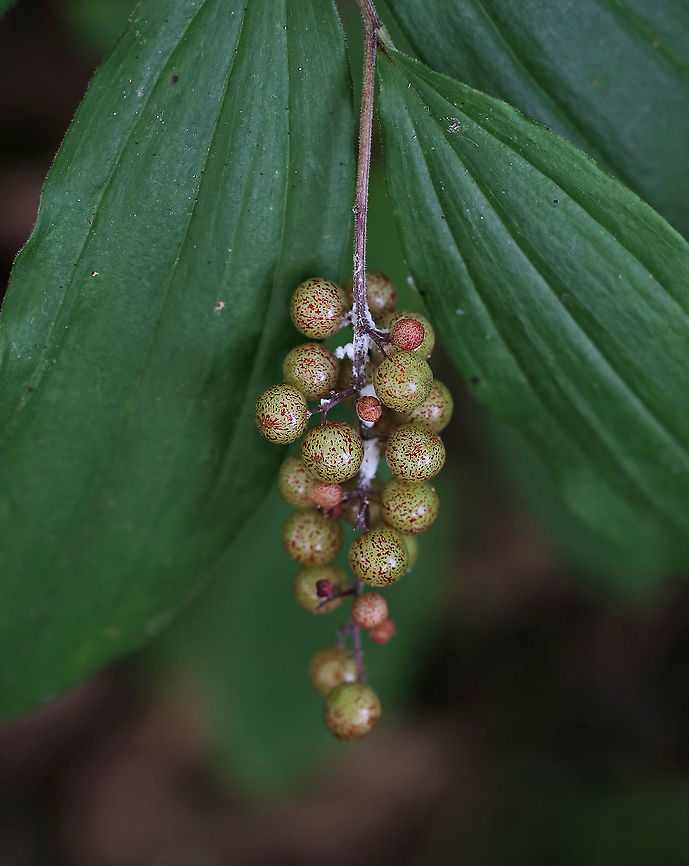 False Solomon's Seal - Maianthemum racemosum Habitat: Forested floodplain Feathery false lily of the valley,Geotagged,Maianthemum racemosum,Summer,United States