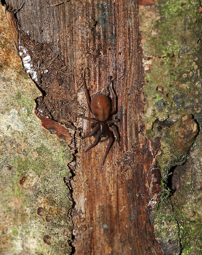 Hackledmesh Weaver - Amaurobius sp. or Callobius sp.? Habitat: Under a rotting log in a deciduous forest Geotagged,Summer,United States,hackledmesh weaver,spider
