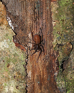 Hackledmesh Weaver - Amaurobius sp. or Callobius sp.? Habitat: Under a rotting log in a deciduous forest Geotagged,Summer,United States,hackledmesh weaver,spider