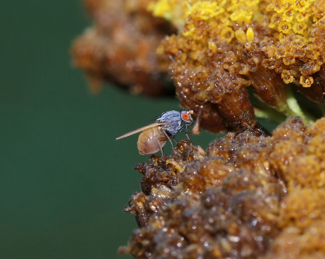 Minettia lupulina TL: ~5 mm. Thorax densely gray and pruinescent; abdomen yellow; fore and mid femora and fore tibia mostly black; yellow halteres.<br />
<br />
Habitat: Rural garden Geotagged,Minettia,Minettia lupulina,Summer,United States,diptera,fly