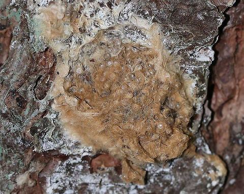 Gypsy Moth Eggs - Lymantria dispar Tussock moths often cover their eggs with hairs from the tip of their abdomen. The masses overwinter and usually contain 100-600 eggs.  

Habitat: Tree bordering a meadow
https://www.jungledragon.com/image/87232/gypsy_moth_pupa_-_lymantria_dispar.html Geotagged,Gypsy moth,Lymantria,Lymantria dispar,Summer,United States,egg mass,eggs,moth eggs