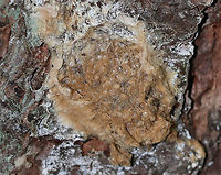 Gypsy Moth Eggs - Lymantria dispar Tussock moths often cover their eggs with hairs from the tip of their abdomen. The masses overwinter and usually contain 100-600 eggs.  <br />
<br />
Habitat: Tree bordering a meadow<br />
https://www.jungledragon.com/image/87232/gypsy_moth_pupa_-_lymantria_dispar.html Geotagged,Gypsy moth,Lymantria,Lymantria dispar,Summer,United States,egg mass,eggs,moth eggs