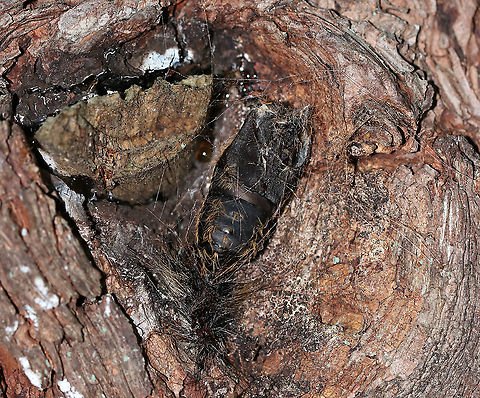 Gypsy Moth Pupa - Lymantria dispar This is the empty pupal skin of a gypsy moth.  There were eggs a few centimeters away:
https://www.jungledragon.com/image/87230/gypsy_moth_eggs_-_lymantria_dispar.html


Habitat: Tree bordering a meadow Geotagged,Gypsy moth,Lymantria dispar,Summer,United States,moth pupa,pupa