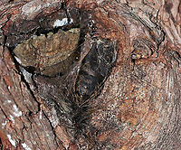 Gypsy Moth Pupa - Lymantria dispar This is the empty pupal skin of a gypsy moth. There were eggs a few centimeters away:<br />
https://www.jungledragon.com/image/87230/gypsy_moth_eggs_-_lymantria_dispar.html<br />
<br />
<br />
Habitat: Tree bordering a meadow Geotagged,Gypsy moth,Lymantria dispar,Summer,United States,moth pupa,pupa