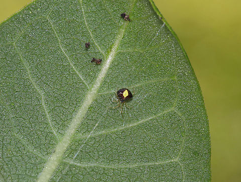 Tangle Web Spider - Theridula emertoni This little girl was about 2 mm in size! 

Habitat: In her web on the underside of a leaf in a rural garden
https://www.jungledragon.com/image/87278/tangle_web_spider_-_theridula_emertoni.html Geotagged,Summer,Theridula,Theridula emertoni,United States,spider,tangle web spider