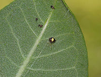 Tangle Web Spider - Theridula emertoni This little girl was about 2 mm in size! <br />
<br />
Habitat: In her web on the underside of a leaf in a rural garden<br />
https://www.jungledragon.com/image/87278/tangle_web_spider_-_theridula_emertoni.html Geotagged,Summer,Theridula,Theridula emertoni,United States,spider,tangle web spider