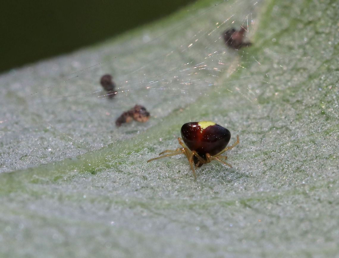 Tangle Web Spider - Theridula emertoni This little girl was about 2 mm in size!<br />
<br />
Habitat: In her web on the underside of a leaf in a rural garden<br />
<figure class="photo"><a href="https://www.jungledragon.com/image/87277/tangle_web_spider_-_theridula_emertoni.html" title="Tangle Web Spider - Theridula emertoni"><img src="https://s3.amazonaws.com/media.jungledragon.com/images/3232/87277_thumb.jpg?AWSAccessKeyId=05GMT0V3GWVNE7GGM1R2&Expires=1759968010&Signature=NwTzaA4Kk12cEgJGiazV%2F0TE04A%3D" width="200" height="152" alt="Tangle Web Spider - Theridula emertoni This little girl was about 2 mm in size! <br />
<br />
Habitat: In her web on the underside of a leaf in a rural garden<br />
https://www.jungledragon.com/image/87278/tangle_web_spider_-_theridula_emertoni.html Geotagged,Summer,Theridula,Theridula emertoni,United States,spider,tangle web spider" /></a></figure> Geotagged,Summer,Theridula emertoni,United States,spider