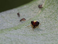 Tangle Web Spider - Theridula emertoni This little girl was about 2 mm in size!<br />
<br />
Habitat: In her web on the underside of a leaf in a rural garden<br />
https://www.jungledragon.com/image/87277/tangle_web_spider_-_theridula_emertoni.html Geotagged,Summer,Theridula emertoni,United States,spider