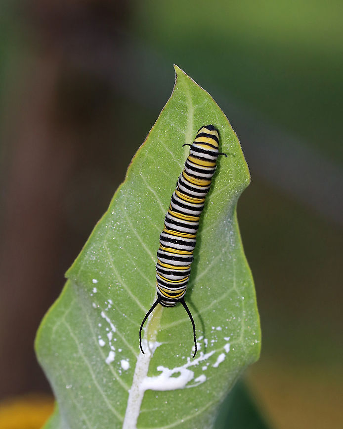 Monarch Caterpillar - Danaus plexippus Monarch larva with a complex banding pattern of white, yellow, and black stripes. <br />
<br />
Habitat: Milkweed in a meadow Danaus plexippus,Geotagged,Monarch butterfly,Summer,United States,caterpillar,larva,monarch