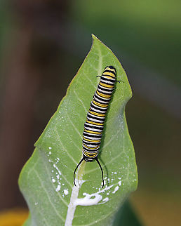 Monarch Caterpillar - Danaus plexippus Monarch larva with a complex banding pattern of white, yellow, and black stripes. 

Habitat: Milkweed in a meadow Danaus plexippus,Geotagged,Monarch butterfly,Summer,United States,caterpillar,larva,monarch