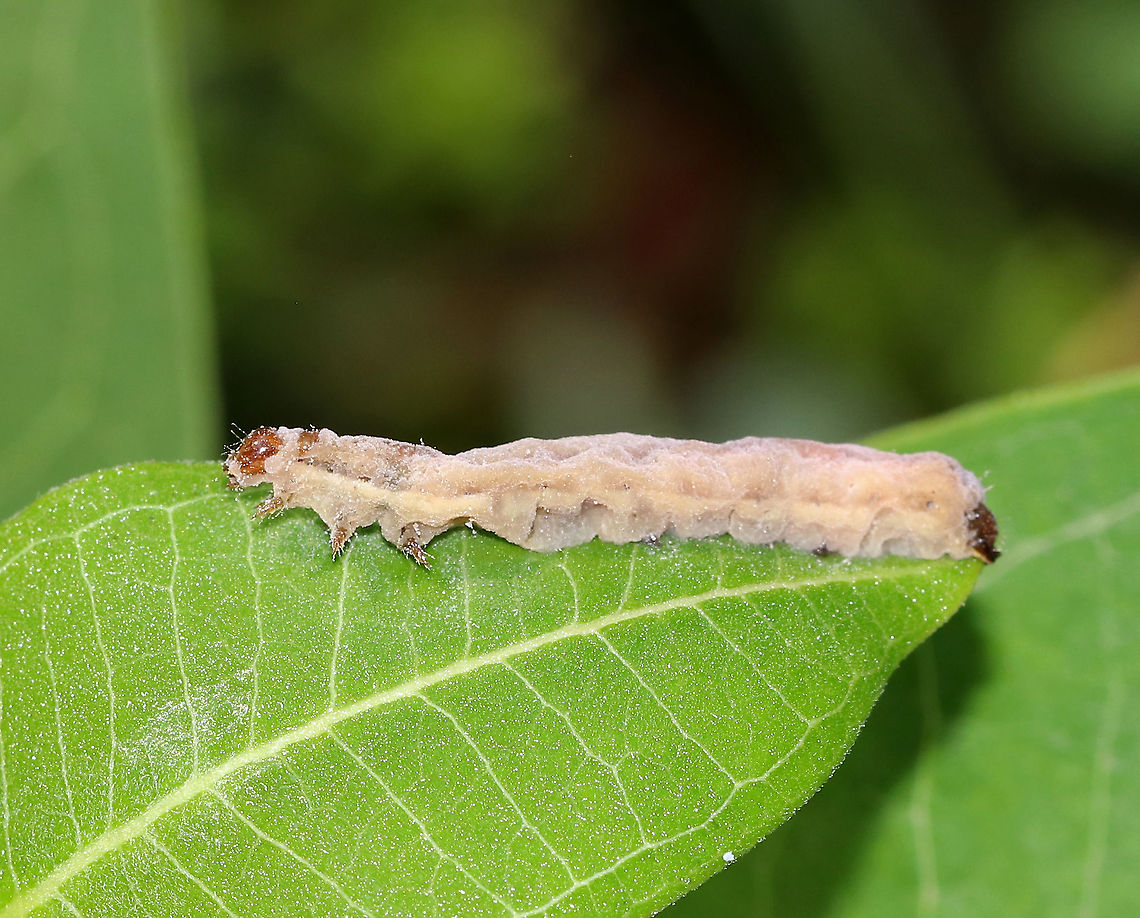 Caterpillar Cadaver Things did not go well for this caterpillar. It was very dead and probably infected with either fungus or a virus. I wish I had kept it!<br />
<br />
Habitat: Meadow in a mixed forest Geotagged,Summer,United States,caterpillar,caterpillar cadaver