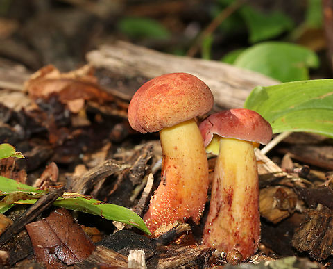 Two-colored Bolete - Baorangia bicolor Habitat: Growing along a walking trail in a deciduous forest Baorangia bicolor,Geotagged,Summer,Two-colored Bolete,United States,baorangia,bolete