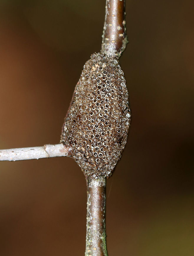 Eastern Tent Caterpillar Moth (Egg Mass, Hatched) - Malacosoma americanum Eastern tent caterpillar moths encircle twigs with their egg masses, which can contain up to 400 eggs. The egg masses are covered with a foamy substance that hardens to form a varnish-like coating.<br />
<br />
Habitat: Deciduous forest<br />
<figure class="photo"><a href="https://www.jungledragon.com/image/87304/eastern_tent_caterpillar_moth_egg_mass_hatched_-_malacosoma_americanum.html" title="Eastern Tent Caterpillar Moth (Egg Mass, Hatched) - Malacosoma americanum"><img src="https://s3.amazonaws.com/media.jungledragon.com/images/3232/87304_thumb.jpg?AWSAccessKeyId=05GMT0V3GWVNE7GGM1R2&Expires=1759968010&Signature=cy6YRq6c%2FmJ8xzDhFGQbgrtIP04%3D" width="200" height="154" alt="Eastern Tent Caterpillar Moth (Egg Mass, Hatched) - Malacosoma americanum Eastern tent caterpillar moths encircle twigs with their egg masses, which can contain up to 400 eggs. The egg masses are covered with a foamy substance that hardens to form a varnish-like coating.<br />
<br />
Habitat: Deciduous forest<br />
https://www.jungledragon.com/image/87303/eastern_tent_caterpillar_moth_egg_mass_hatched_-_malacosoma_americanum.html Geotagged,Summer,United States,eggs,moth eggs" /></a></figure> Eastern Tent Caterpillar Egg Mass,Geotagged,Malacosoma americanum eggs,Summer,United States,egg,egg mass,eggs,moth eggs