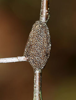 Eastern Tent Caterpillar Moth (Egg Mass, Hatched) - Malacosoma americanum Eastern tent caterpillar moths encircle twigs with their egg masses, which can contain up to 400 eggs. The egg masses are covered with a foamy substance that hardens to form a varnish-like coating.

Habitat: Deciduous forest
https://www.jungledragon.com/image/87304/eastern_tent_caterpillar_moth_egg_mass_hatched_-_malacosoma_americanum.html Eastern Tent Caterpillar Egg Mass,Geotagged,Malacosoma americanum eggs,Summer,United States,egg,egg mass,eggs,moth eggs