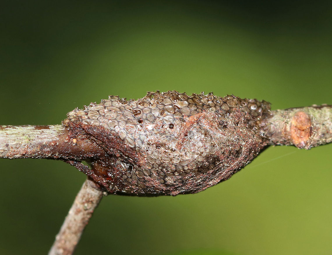 Eastern Tent Caterpillar Moth (Egg Mass, Hatched) - Malacosoma americanum Eastern tent caterpillar moths encircle twigs with their egg masses, which can contain up to 400 eggs. The egg masses are covered with a foamy substance that hardens to form a varnish-like coating.<br />
<br />
Habitat: Deciduous forest<br />
<figure class="photo"><a href="https://www.jungledragon.com/image/87303/eastern_tent_caterpillar_moth_egg_mass_hatched_-_malacosoma_americanum.html" title="Eastern Tent Caterpillar Moth (Egg Mass, Hatched) - Malacosoma americanum"><img src="https://s3.amazonaws.com/media.jungledragon.com/images/3232/87303_thumb.jpg?AWSAccessKeyId=05GMT0V3GWVNE7GGM1R2&Expires=1769040010&Signature=8GBhsCCHflsNFE7HQH%2FR4%2F36%2Fl0%3D" width="116" height="152" alt="Eastern Tent Caterpillar Moth (Egg Mass, Hatched) - Malacosoma americanum Eastern tent caterpillar moths encircle twigs with their egg masses, which can contain up to 400 eggs. The egg masses are covered with a foamy substance that hardens to form a varnish-like coating.<br />
<br />
Habitat: Deciduous forest<br />
https://www.jungledragon.com/image/87304/eastern_tent_caterpillar_moth_egg_mass_hatched_-_malacosoma_americanum.html Eastern Tent Caterpillar Egg Mass,Geotagged,Malacosoma americanum eggs,Summer,United States,egg,egg mass,eggs,moth eggs" /></a></figure> Geotagged,Summer,United States,eggs,moth eggs