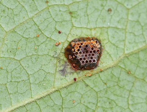Assassin Bug Egg Mass (Hatched) - Zelus sp. Small, brown egg mass, covered with a reddish secretion. They are laid upright and lean into each other.

Habitat: Underside of a leaf along the edge of a meadow
https://www.jungledragon.com/image/87306/assassin_bug_egg_mass_hatched_-_zelus_sp.html Geotagged,Reduviidae,Summer,United States,Zelus,assassin bug eggs,egg,egg mass,eggs