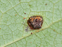 Assassin Bug Egg Mass (Hatched) - Zelus sp. Small, brown egg mass, covered with a reddish secretion. They are laid upright and lean into each other.<br />
<br />
Habitat: Underside of a leaf along the edge of a meadow<br />
https://www.jungledragon.com/image/87306/assassin_bug_egg_mass_hatched_-_zelus_sp.html Geotagged,Reduviidae,Summer,United States,Zelus,assassin bug eggs,egg,egg mass,eggs