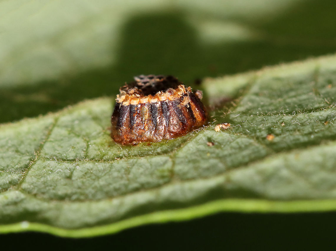 Assassin Bug Egg Mass (Hatched) - Zelus sp. Small, brown egg mass, covered with a reddish secretion. They are laid upright and lean into each other.<br />
<br />
Habitat: Underside of a leaf along the edge of a meadow<br />
<figure class="photo"><a href="https://www.jungledragon.com/image/87305/assassin_bug_egg_mass_hatched_-_zelus_sp.html" title="Assassin Bug Egg Mass (Hatched) - Zelus sp."><img src="https://s3.amazonaws.com/media.jungledragon.com/images/3232/87305_thumb.jpg?AWSAccessKeyId=05GMT0V3GWVNE7GGM1R2&Expires=1769040010&Signature=rAD0teCbUnh4DhkpQuCdUvsspvc%3D" width="200" height="154" alt="Assassin Bug Egg Mass (Hatched) - Zelus sp. Small, brown egg mass, covered with a reddish secretion. They are laid upright and lean into each other.<br />
<br />
Habitat: Underside of a leaf along the edge of a meadow<br />
https://www.jungledragon.com/image/87306/assassin_bug_egg_mass_hatched_-_zelus_sp.html Geotagged,Reduviidae,Summer,United States,Zelus,assassin bug eggs,egg,egg mass,eggs" /></a></figure> Geotagged,Summer,United States
