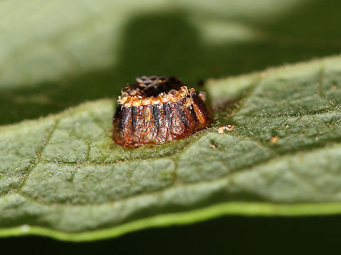 Assassin Bug Egg Mass (Hatched) - Zelus sp. Small, brown egg mass, covered with a reddish secretion. They are laid upright and lean into each other.

Habitat: Underside of a leaf along the edge of a meadow
https://www.jungledragon.com/image/87305/assassin_bug_egg_mass_hatched_-_zelus_sp.html Geotagged,Summer,United States