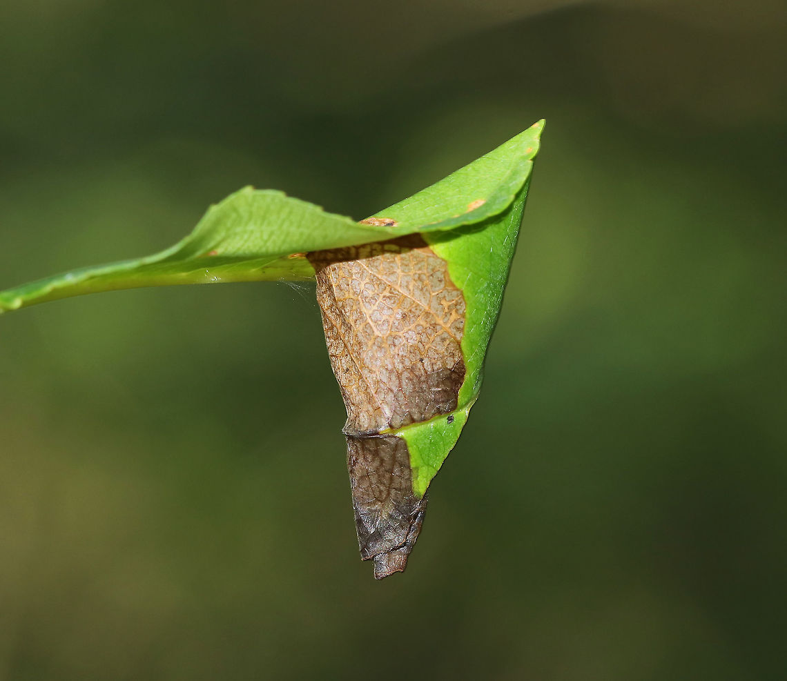 Leaf Cone - Caloptilia sp.? I think this leaf cone was created by a moth - maybe Caloptilia sp.?<br />
<br />
Habitat: Witch Hazel lead in a deciduous forest<br />
<figure class="photo"><a href="https://www.jungledragon.com/image/87309/leaf_cone_-_caloptilia_sp.html" title="Leaf Cone - Caloptilia sp.?"><img src="https://s3.amazonaws.com/media.jungledragon.com/images/3232/87309_thumb.jpg?AWSAccessKeyId=05GMT0V3GWVNE7GGM1R2&Expires=1763596810&Signature=LQND6xzJeU29UJ2J3dVH8%2BAnKSQ%3D" width="200" height="186" alt="Leaf Cone - Caloptilia sp.? I think this leaf cone was created by a moth - maybe Caloptilia sp.?<br />
<br />
Habitat: Witch Hazel lead in a deciduous forest<br />
https://www.jungledragon.com/image/87308/leaf_cone_-_caloptilia_sp.html Caloptilia,Geotagged,Summer,United States,leaf cone,leaf roller,moth" /></a></figure> Geotagged,Summer,United States,caloptilia,leaf cone,leaf roller,moth