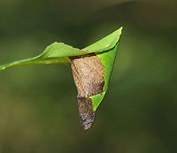 Leaf Cone - Caloptilia sp.? I think this leaf cone was created by a moth - maybe Caloptilia sp.?<br />
<br />
Habitat: Witch Hazel lead in a deciduous forest<br />
https://www.jungledragon.com/image/87309/leaf_cone_-_caloptilia_sp.html Geotagged,Summer,United States,caloptilia,leaf cone,leaf roller,moth