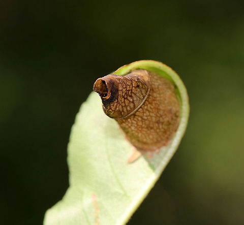 Leaf Cone - Caloptilia sp.? I think this leaf cone was created by a moth - maybe Caloptilia sp.?

Habitat: Witch Hazel lead in a deciduous forest
https://www.jungledragon.com/image/87308/leaf_cone_-_caloptilia_sp.html Caloptilia,Geotagged,Summer,United States,leaf cone,leaf roller,moth