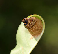 Leaf Cone - Caloptilia sp.? I think this leaf cone was created by a moth - maybe Caloptilia sp.?<br />
<br />
Habitat: Witch Hazel lead in a deciduous forest<br />
https://www.jungledragon.com/image/87308/leaf_cone_-_caloptilia_sp.html Caloptilia,Geotagged,Summer,United States,leaf cone,leaf roller,moth