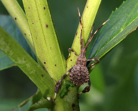 Leaf-footed Bug Nymph - Acanthocephala terminalis Habitat: Meadow Acanthocephala terminalis,Geotagged,Leaf-footed Bug Nymph,Summer,United States,bug,nymph