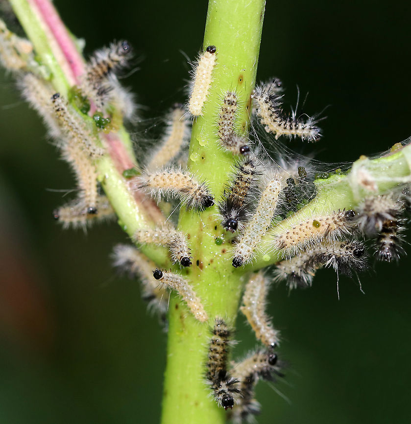 Milkweed Tussock Moth Caterpillars - Euchaetes egle This milkweed plant was covered with larvae in various stages of development. They have voracious appetites and can quickly consume entire milkweed leaves...And, their frass was green!<br />
<br />
Habitat: On milkweed in a meadow<br />
<br />
When disturbed, they dance:<br />
<section class="video"><iframe width="448" height="252" src="https://player.vimeo.com/video/377838133?title=0&byline=0&portrait=0" frameborder="0"></iframe></section><br />
<br />
<figure class="photo"><a href="https://www.jungledragon.com/image/87364/milkweed_tussock_moth_caterpillars_-_euchaetes_egle.html" title="Milkweed Tussock Moth Caterpillars - Euchaetes egle"><img src="https://s3.amazonaws.com/media.jungledragon.com/images/3232/87364_thumb.jpg?AWSAccessKeyId=05GMT0V3GWVNE7GGM1R2&Expires=1767225610&Signature=b76fBm2Ssma41TLC%2B3EfTGScv4w%3D" width="200" height="148" alt="Milkweed Tussock Moth Caterpillars - Euchaetes egle This milkweed plant was covered with larvae in various stages of development. They have voracious appetites and can quickly consume entire milkweed leaves...And, their frass was green!<br />
<br />
Habitat: On milkweed in a meadow<br />
<br />
When disturbed, they dance:<br />
https://vimeo.com/377838133<br />
<br />
https://www.jungledragon.com/image/87362/milkweed_tussock_moth_caterpillars_-_euchaetes_egle.html<br />
https://www.jungledragon.com/image/87363/milkweed_tussock_moth_caterpillars_-_euchaetes_egle.html Euchaetes egle,Geotagged,Milkweed Tussock Moth,Summer,United States,caterpillars,larvae" /></a></figure><br />
<figure class="photo"><a href="https://www.jungledragon.com/image/87363/milkweed_tussock_moth_caterpillars_-_euchaetes_egle.html" title="Milkweed Tussock Moth Caterpillars - Euchaetes egle"><img src="https://s3.amazonaws.com/media.jungledragon.com/images/3232/87363_thumb.jpg?AWSAccessKeyId=05GMT0V3GWVNE7GGM1R2&Expires=1767225610&Signature=Mbn1Mobno6%2BrhEd13QFWJj8Qbn0%3D" width="200" height="156" alt="Milkweed Tussock Moth Caterpillars - Euchaetes egle This milkweed plant was covered with larvae in various stages of development. They have voracious appetites and can quickly consume entire milkweed leaves...And, their frass was green!<br />
<br />
Habitat: On milkweed in a meadow<br />
<br />
When disturbed, they dance:<br />
https://vimeo.com/377838133<br />
<br />
https://www.jungledragon.com/image/87362/milkweed_tussock_moth_caterpillars_-_euchaetes_egle.html<br />
https://www.jungledragon.com/image/87364/milkweed_tussock_moth_caterpillars_-_euchaetes_egle.html Euchaetes egle,Geotagged,Milkweed Tussock Moth,Summer,United States,caterpillars,larvae" /></a></figure> Euchaetes egle,Geotagged,Milkweed Tussock Moth,Summer,United States,caterpillars,larvae