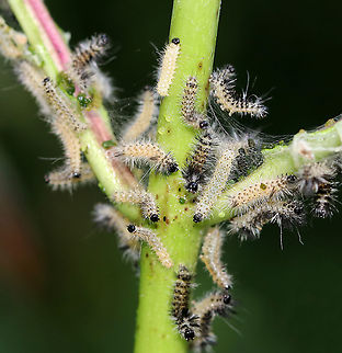 Milkweed Tussock Moth Caterpillars - Euchaetes egle This milkweed plant was covered with larvae in various stages of development. They have voracious appetites and can quickly consume entire milkweed leaves...And, their frass was green!

Habitat: On milkweed in a meadow

When disturbed, they dance:
https://vimeo.com/377838133

https://www.jungledragon.com/image/87364/milkweed_tussock_moth_caterpillars_-_euchaetes_egle.html
https://www.jungledragon.com/image/87363/milkweed_tussock_moth_caterpillars_-_euchaetes_egle.html Euchaetes egle,Geotagged,Milkweed Tussock Moth,Summer,United States,caterpillars,larvae