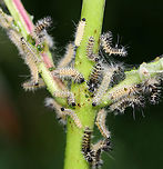 Milkweed Tussock Moth Caterpillars - Euchaetes egle This milkweed plant was covered with larvae in various stages of development. They have voracious appetites and can quickly consume entire milkweed leaves...And, their frass was green!<br />
<br />
Habitat: On milkweed in a meadow<br />
<br />
When disturbed, they dance:<br />
https://vimeo.com/377838133<br />
<br />
https://www.jungledragon.com/image/87364/milkweed_tussock_moth_caterpillars_-_euchaetes_egle.html<br />
https://www.jungledragon.com/image/87363/milkweed_tussock_moth_caterpillars_-_euchaetes_egle.html Euchaetes egle,Geotagged,Milkweed Tussock Moth,Summer,United States,caterpillars,larvae