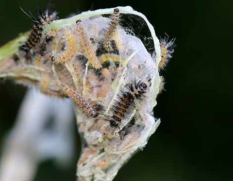 Milkweed Tussock Moth Caterpillars - Euchaetes egle This milkweed plant was covered with larvae in various stages of development. They have voracious appetites and can quickly consume entire milkweed leaves...And, their frass was green!

Habitat: On milkweed in a meadow

When disturbed, they dance:
https://vimeo.com/377838133

https://www.jungledragon.com/image/87362/milkweed_tussock_moth_caterpillars_-_euchaetes_egle.html
https://www.jungledragon.com/image/87364/milkweed_tussock_moth_caterpillars_-_euchaetes_egle.html Euchaetes egle,Geotagged,Milkweed Tussock Moth,Summer,United States,caterpillars,larvae